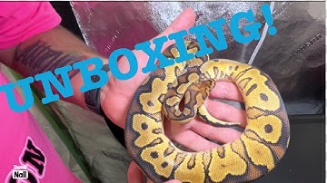 Ball Python unboxing video! Yellow belly Clown pos het Monsoon???