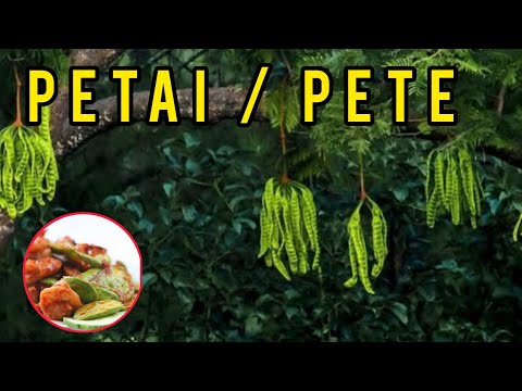 Petai Near Me