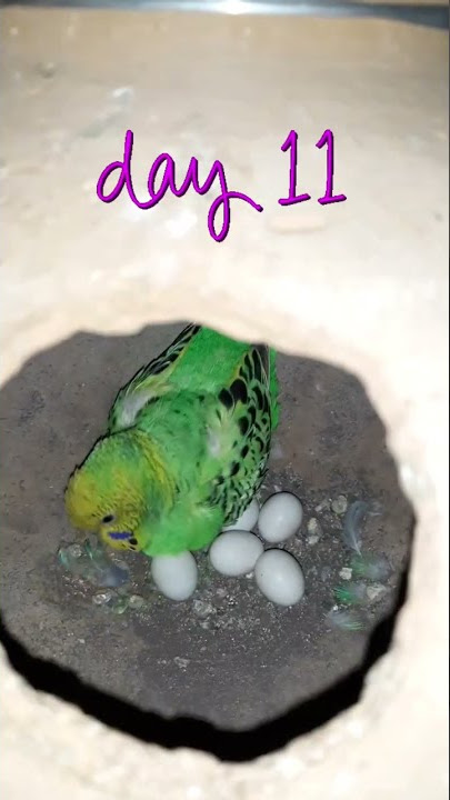 budgies egg laying | budgies egg hatching time #shorts #ytshorts #budgies