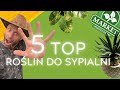 TOP 5 ROŚLIN DO SYPIALNI 🌿Z BONUSEM. Które rośliny wytrzymają suszę?🔥