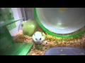 出そうで出ないハムスター Hamster in a nest