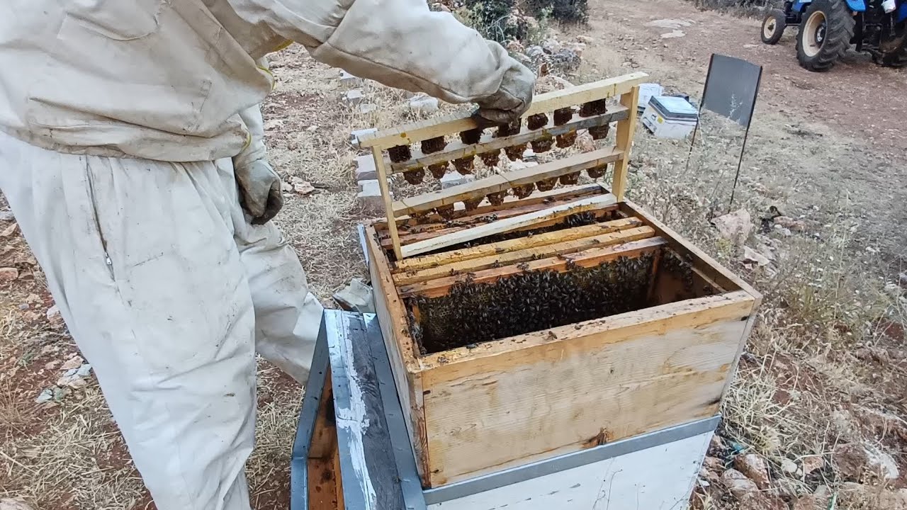 ANA ARI ÜRETİMİ#BAŞLATICI KOLONİYE GÜNLÜK YUMURTA VERME#DAMIZLIK ARI#Ari bakimi#aricilik# ANA ARI