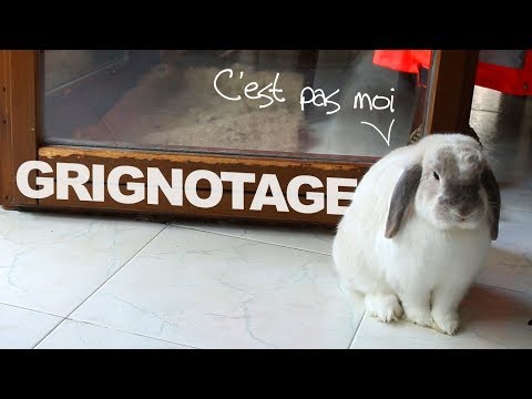 Vidéo: Comment Sevrer Un Lapin De Ronger Le Papier Peint