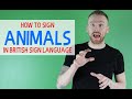 How to sign Animals in British Sign Language (BSL)