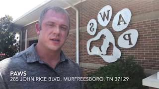 Lost dogs at PAWS in Murfreesboro, TN