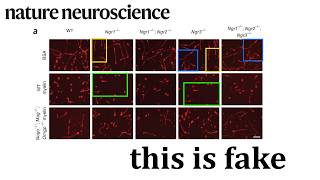 Identifying Image Fraud in a Nature Neuroscience Paper