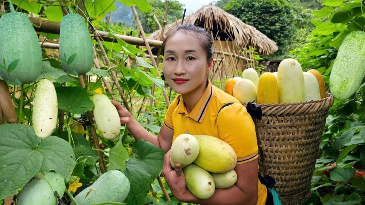 Harvesting melons to sell, growing ginger on the mountain - Ly Thi Tam