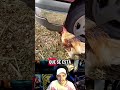 Un gallo muy hermoso #humor