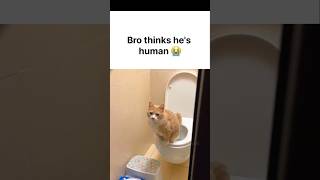 Human Cat