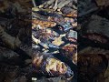 ikan salai mahseer sidat