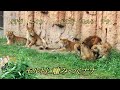 モルトに噛みつくナナ　Nana bites Malt　〜 Lion (ライオン)〜　～ 多摩動物公園 ～
