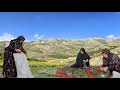 Herbal traditions nomadic women harvesting medicinal plants