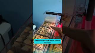 How Hang-On-Back Filters Improve Aquarium Water Quality