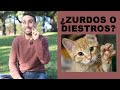 ¿Los gatos son diestros o zurdos?