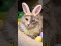 ask chat gpt to turn your picture into the Easter Bunny #catrescue #cat #easter #chatgpt