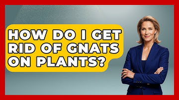 How Do I Get Rid Of Gnats On Plants? - Insects and Invaders
