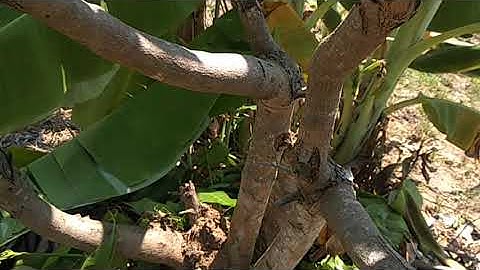 Ghép cải tạo cây XOÀI để cho hiệu quả kinh tế cao hơn.