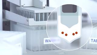 Automated Immunoprecipitation in 40 min using Dynabeads and KingFisher Flex