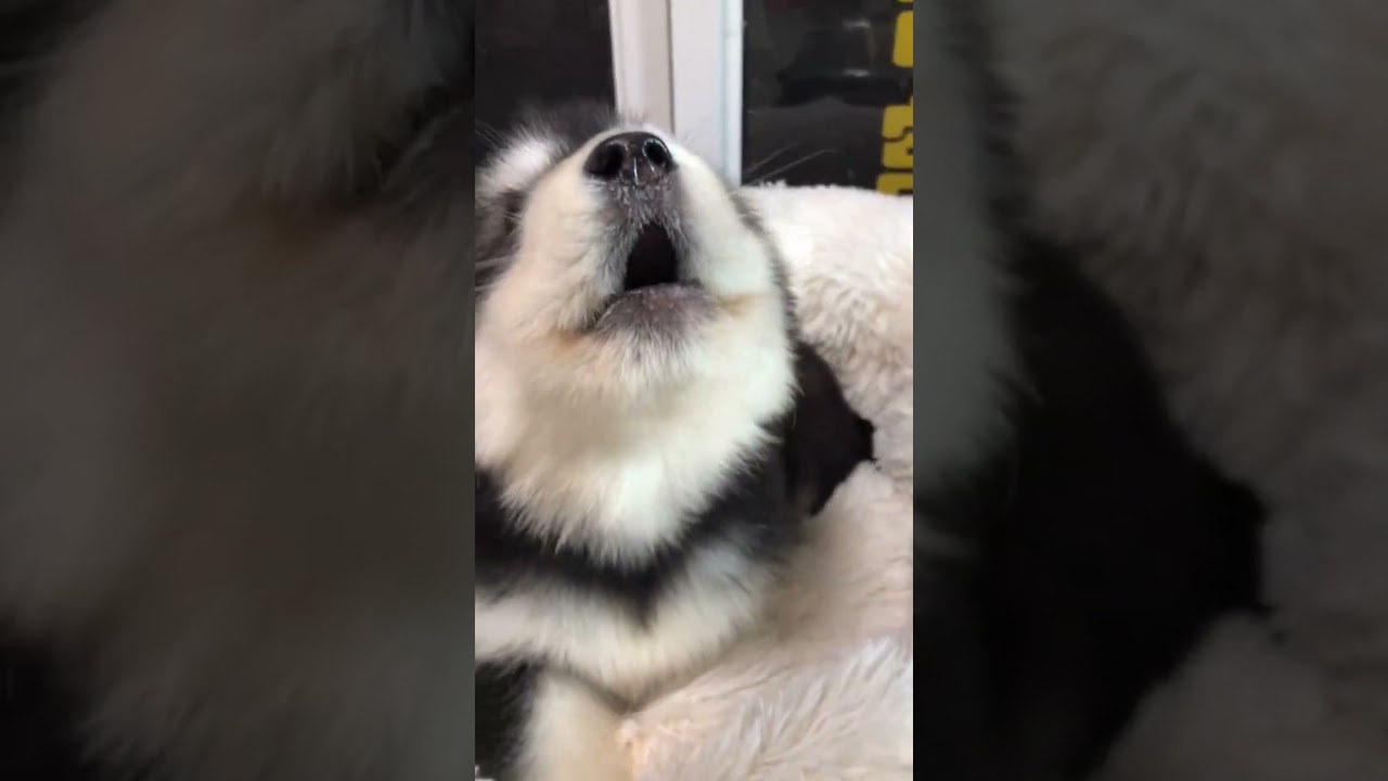 cute puppy barking and howling #petsempire #pets #dogcommunication #cute #barking #dognoises