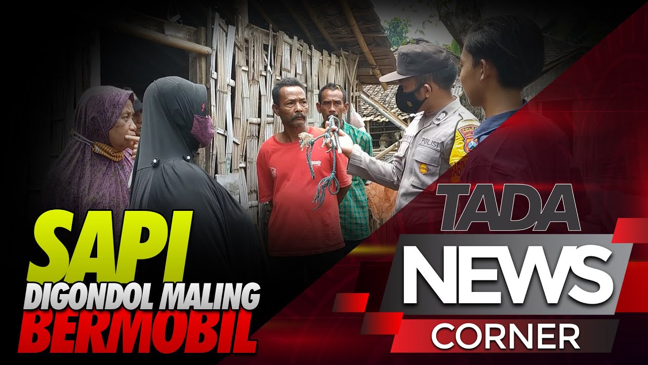 SAPI DIGONDOL MALING BERMOBIL