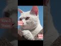#vibes #reels #viral #shortvideo #cat #catlovers #cats #catvideos #love #cute #cutebaby #cutecat