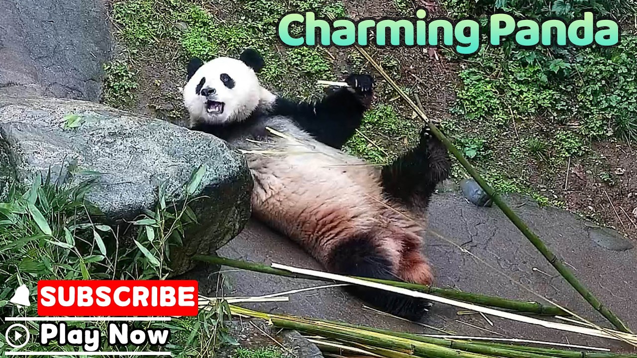 ぱんだです Did You Catch This Panda's Sneaky Flex? | iPanda - YouTube