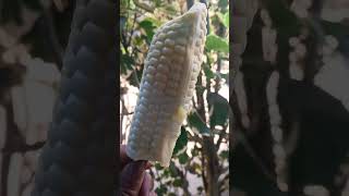 Satisfying Sweet Corn Stick #asmr #viralshorts #shortvideo #short