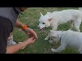 Bordeaux, Sonoma, and Napa enjoying treats with other dogs🍖😍