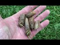 How to aerate and seed tall fescue grass turf basic 101