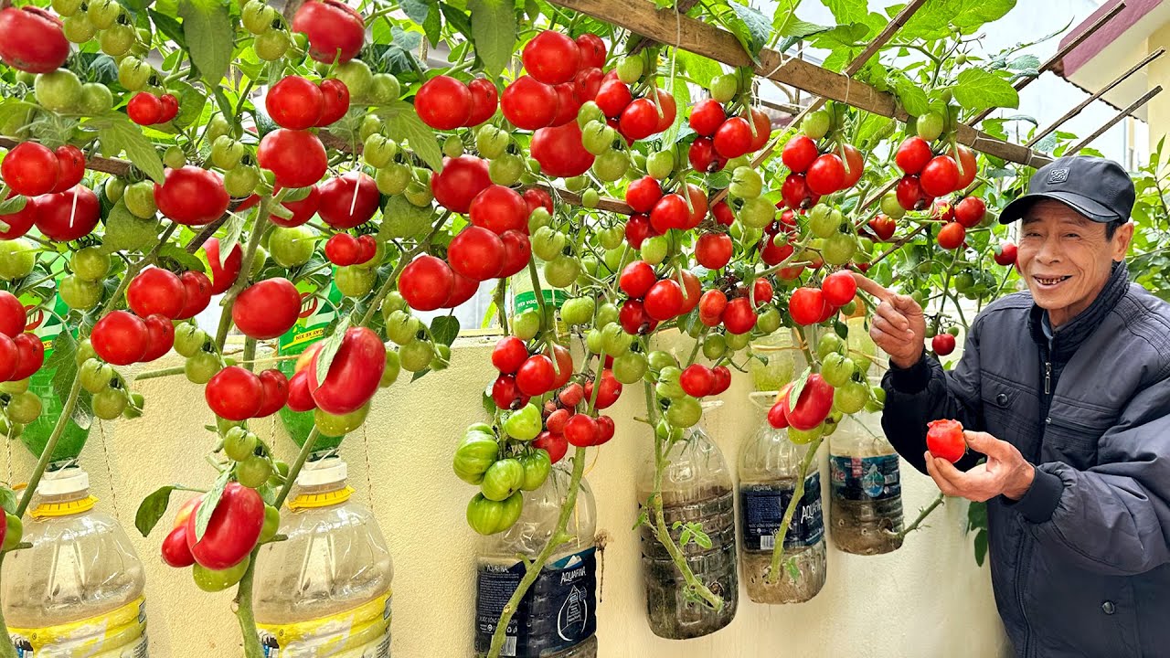 ⁣Growing Tomatoes This Way Gets Many Fruits And Doesn't Need Watering