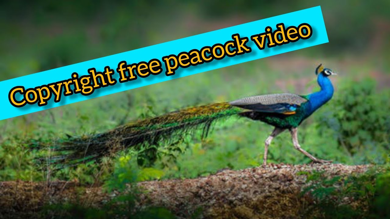 copyright free video // copyright free peacock video//