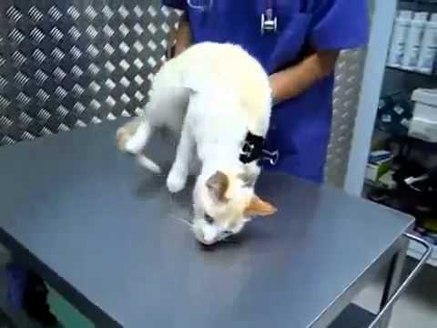 Video: Come Trattare un Ascesso in un Gatto: 11 Passaggi (Illustrato)