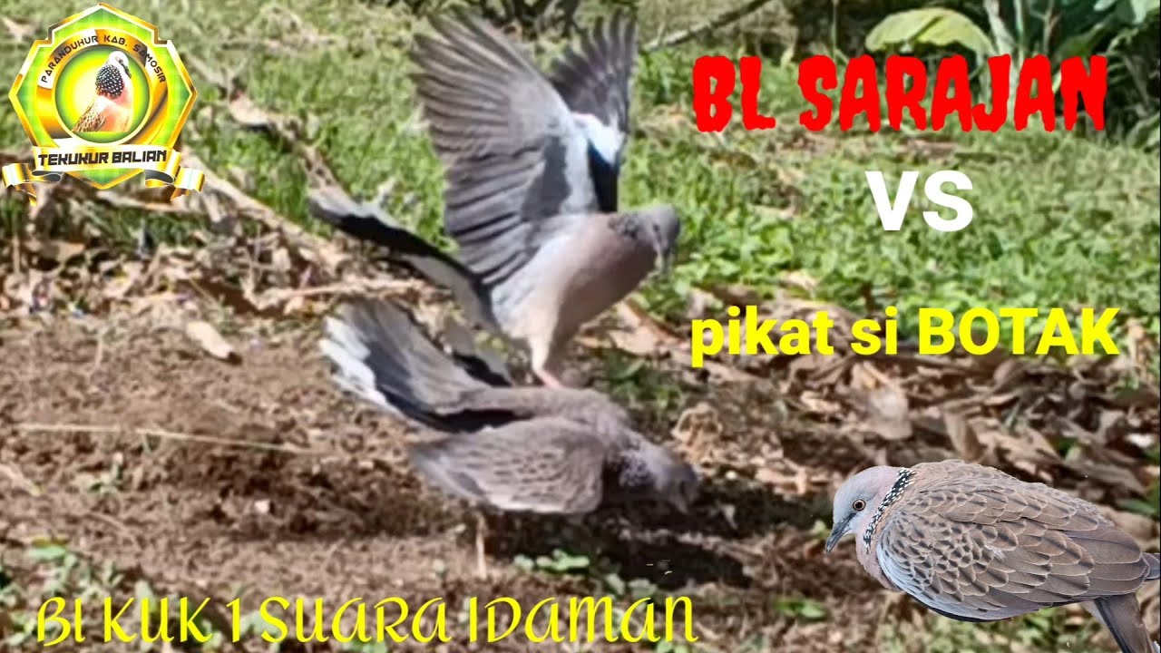 LUAR BIASA, SABAR HASILKAN BL SARJANA SUARA IDAMAN YG PERNAH LEPAS DARI REBAN