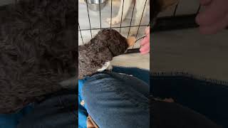 Lagotto puppies, first taste of solid food at 3.5 weeks! by Louise Mizen Ferguson 139 views 1 month ago 1 minute, 6 seconds