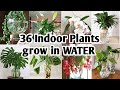 36 Indoor Plants You can grow in Water |Best Indoor plants no need soil to grow |Plant and Planting