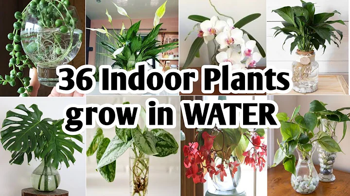 36 Indoor Plants You can grow in Water |Best Indoor plants no need soil to grow |Plant and Planting - DayDayNews