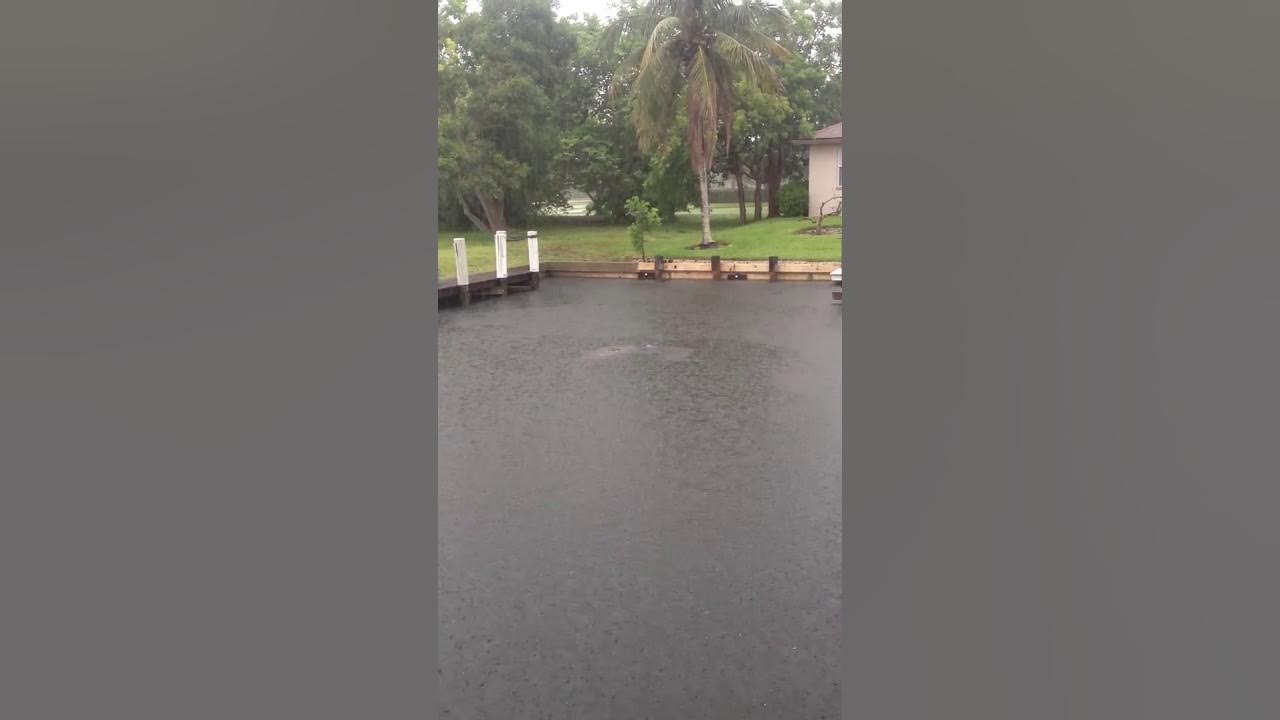 manatee.giving.birth.MOV - YouTube