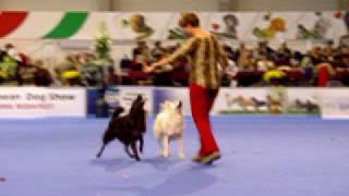 European Dog Show 2008 - Mudi Show by Birkabosszanto 15,765 views 15 years ago 6 minutes, 39 seconds