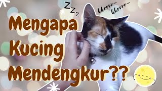 ALASAN MENGAPA KUCING MENDENGKUR