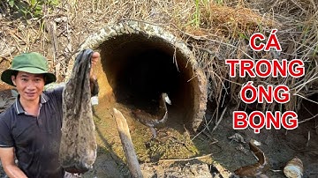 Bắt cá cạn trong ống bọng mùa khô hạn | Team vlog.