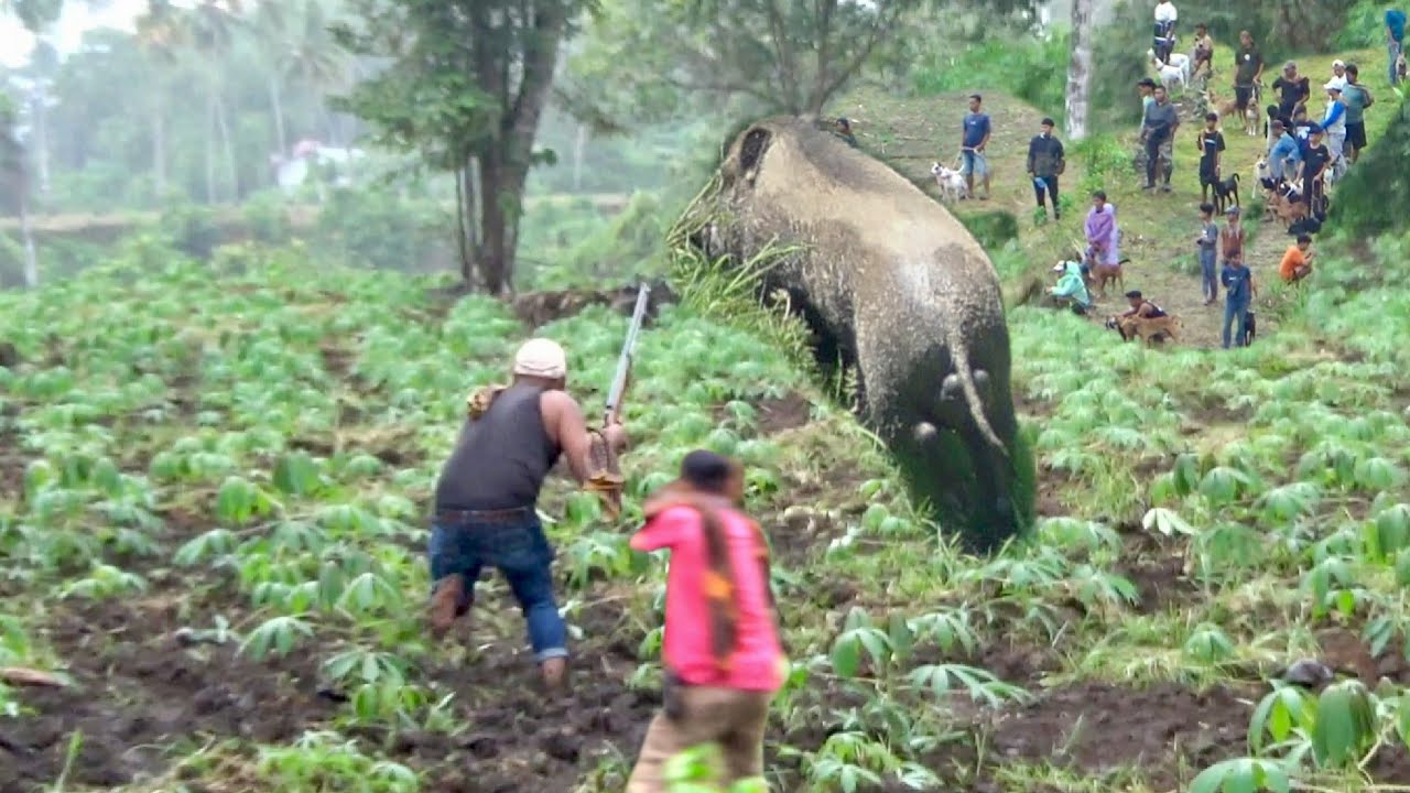 Напряженный момент‼️Когда дикие кабаны разбежались!! Они даже приблизились к охотникам.