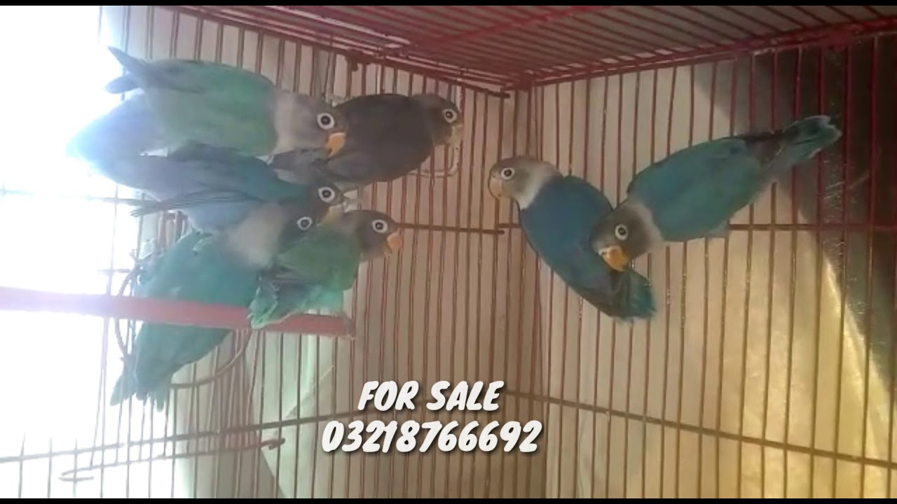 love bird for sale. Lutino and black move. YouTube