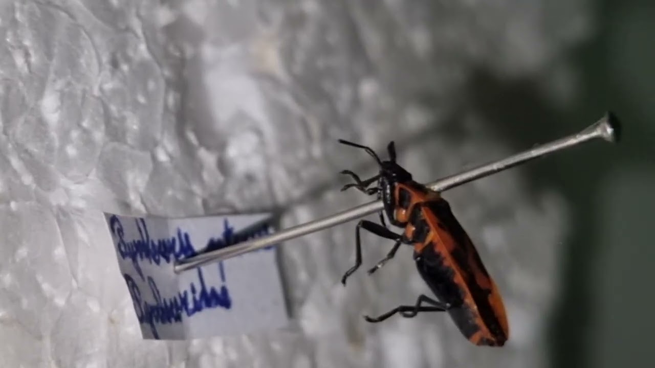 Le gendarme (Pyrrhocoris apterus (Linnaeus,1758) )
