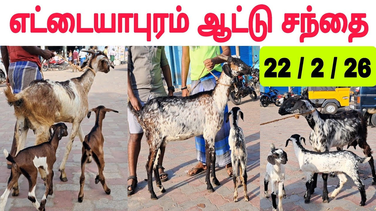 22 / 2 / 2026 / எட்டையாபுரம் ஆட்டு சந்தை #ஆடு #எட்டையாபுரம் #கொடிஆடு #ettayapuram #goat #goatmarket 