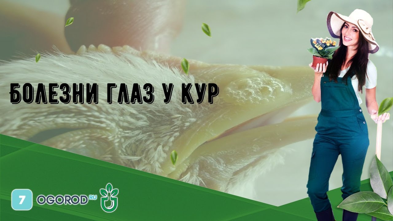 Болезни глаз у кур