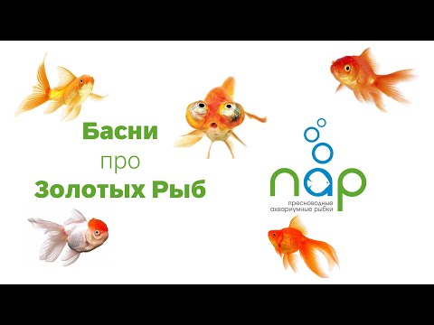 Золотые рыбки