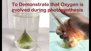 Oxygen is liberated during Photosynthesis Practical Experiment