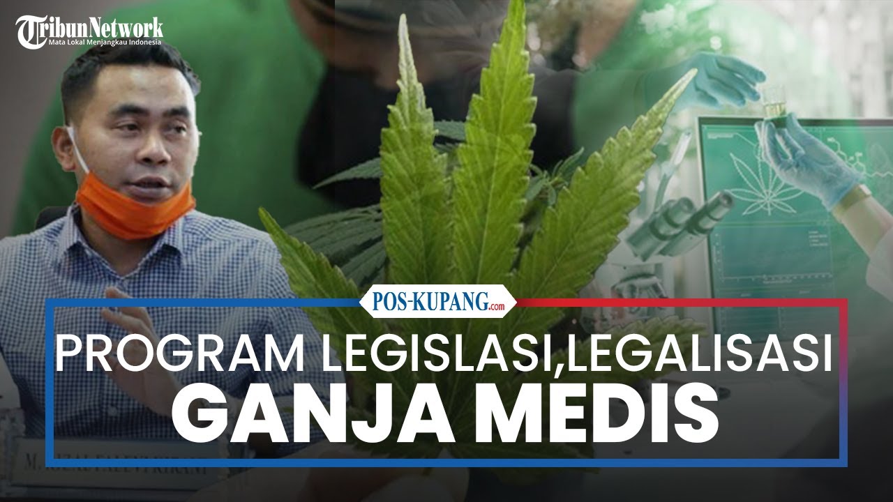 Legalisasi Ganja Medis, DPR Aceh Berharap Ada Penurunan Level UUD Narkotika