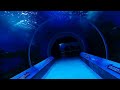 Tiburones | Zoológico de Guadalajara Episodio #2