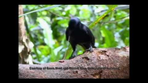 New Caledonian crows using tools.mov